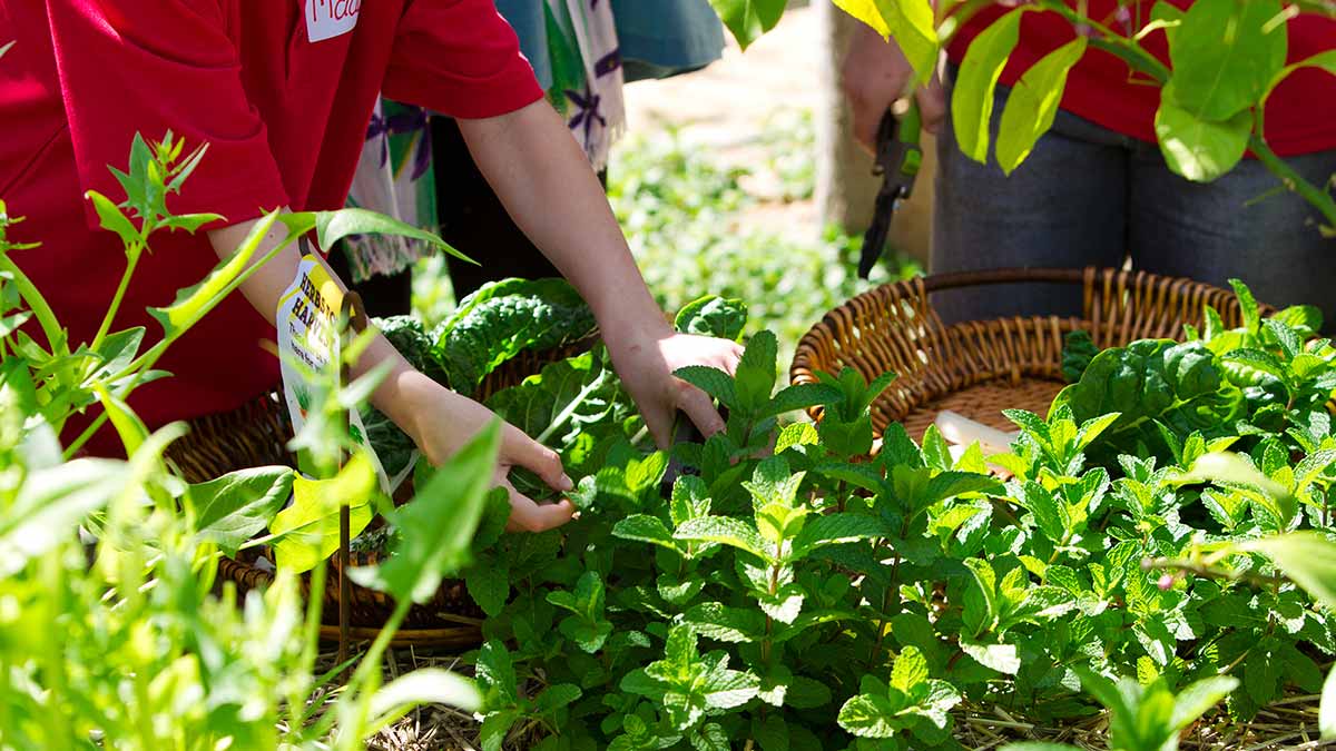 Community Kitchen Garden - kid picking herbs