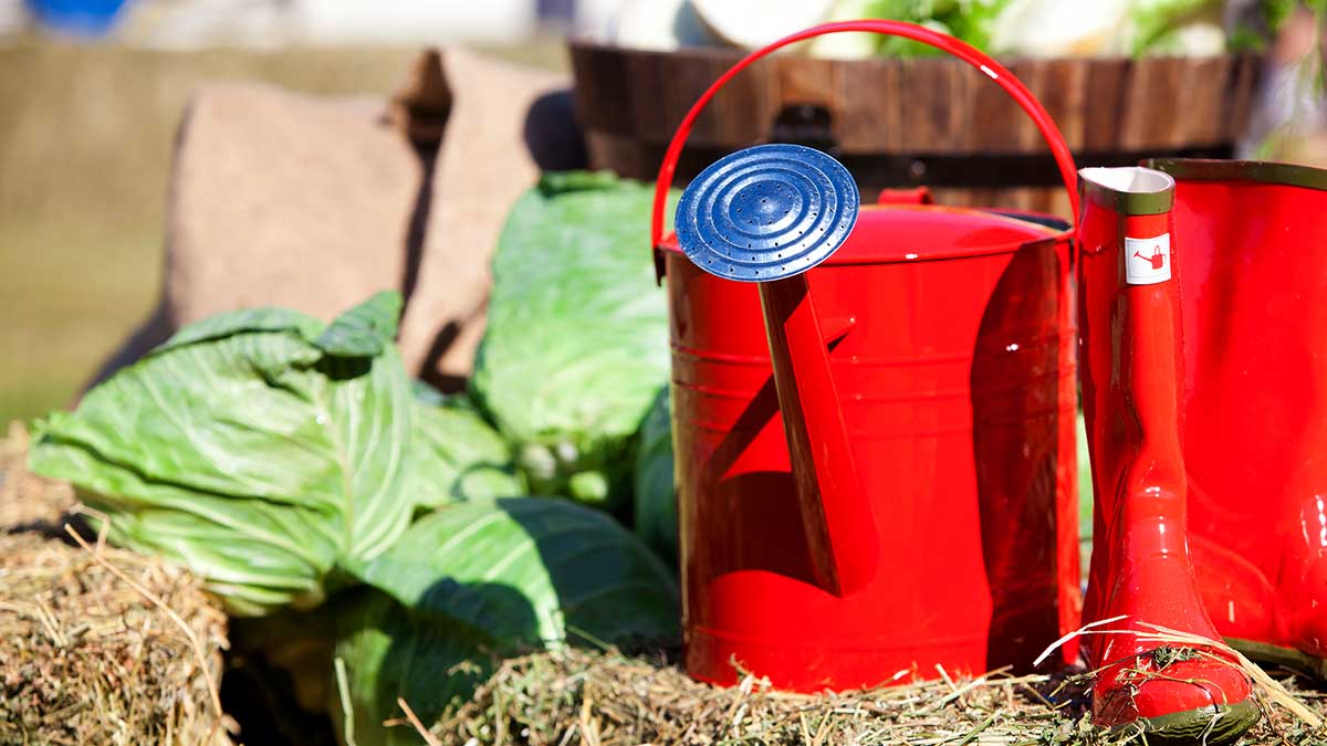 Community Kitchen Garden - watering cans on hay bale